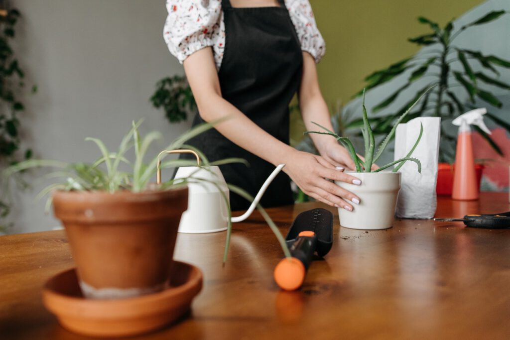 Harvesting of aloe vera done by a women