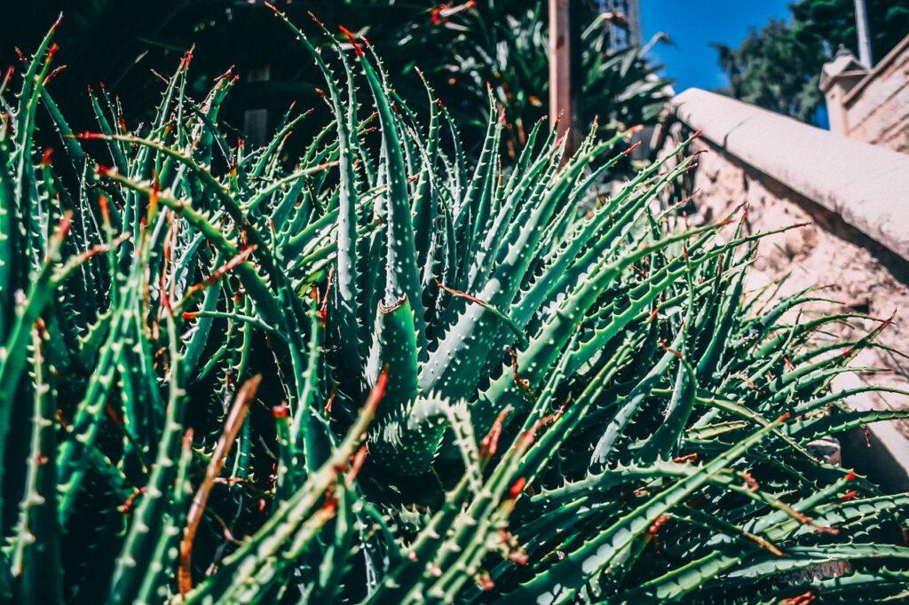 Aloe vera plant – everything you should know about aloe vera