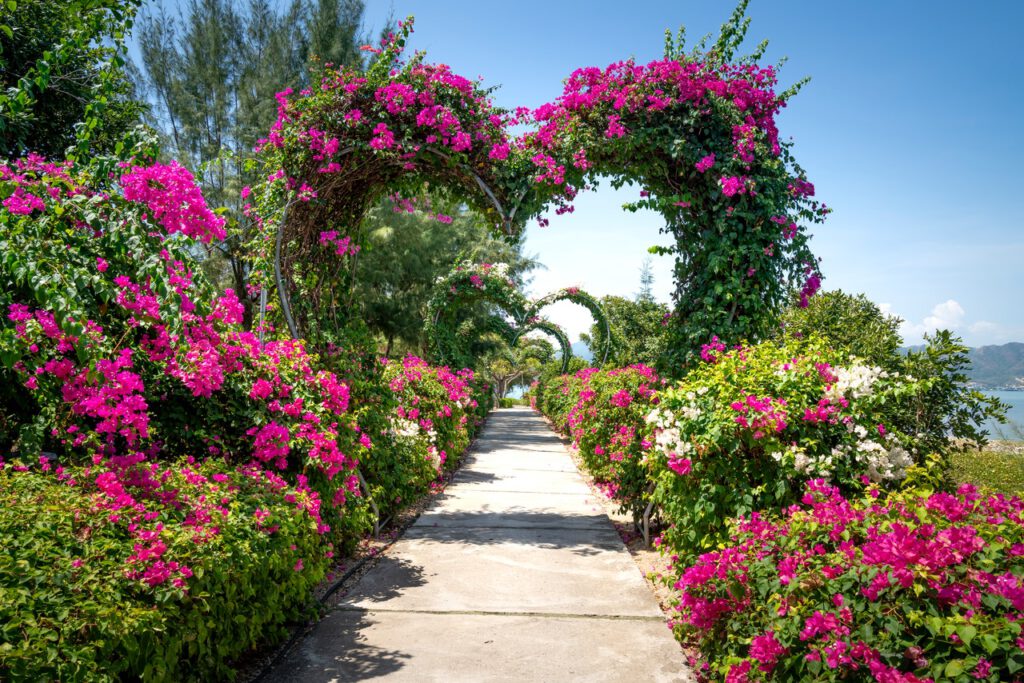 Lovely rhododendron alley with romatic vibe