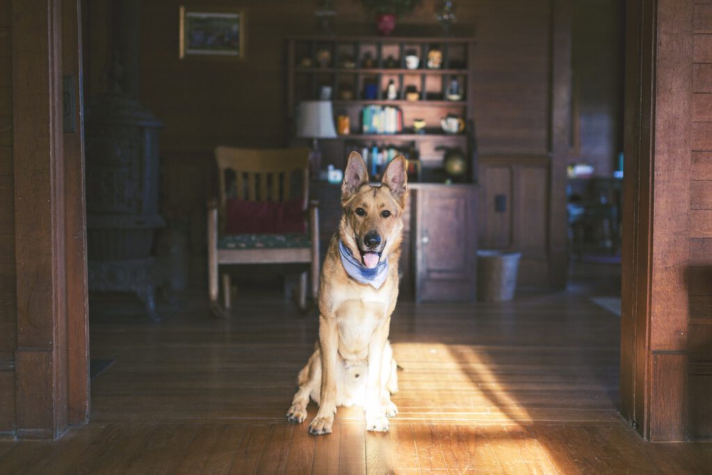 Dog in his house under strairs