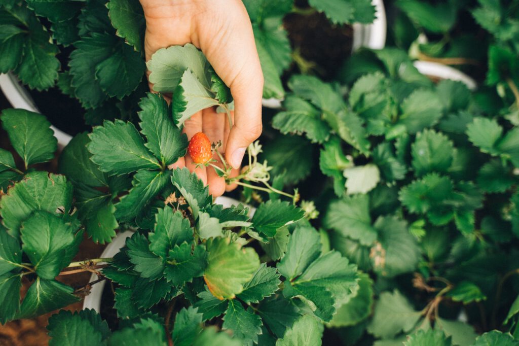 Hanging strawberry plant presented by a women