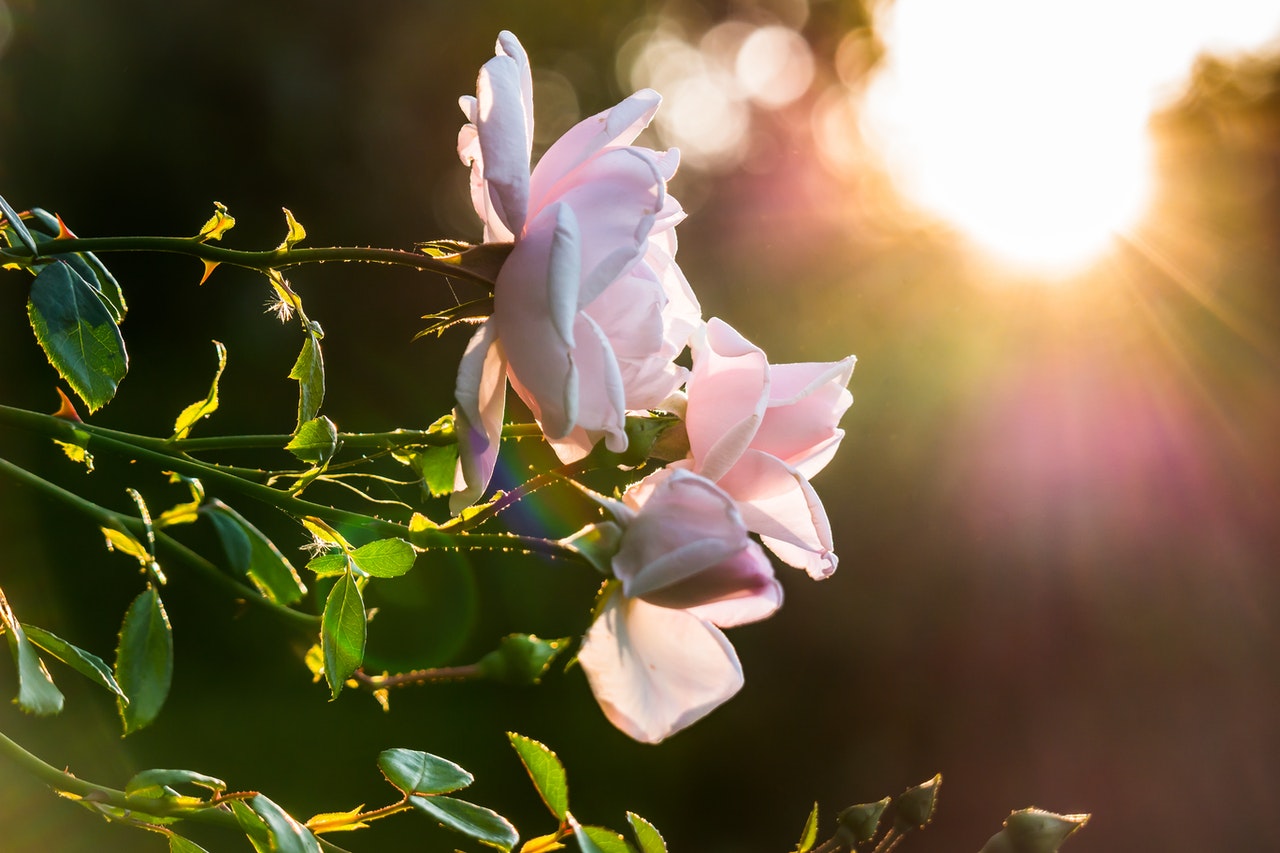 Pink roses which are growing in a rose garden