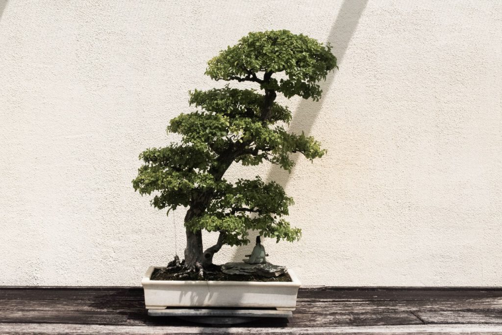 Get yourself potted tree – find out what potted trees would be ideal for patios