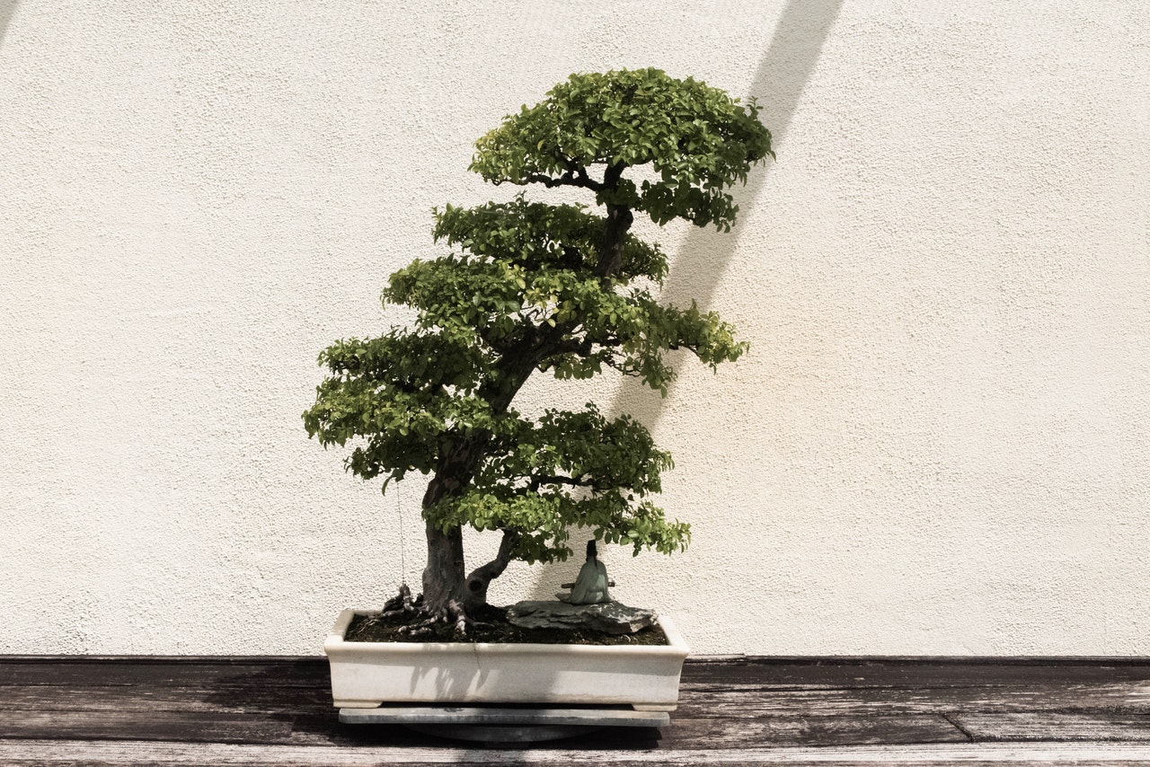 Get yourself potted tree – find out what potted trees would be ideal for patios