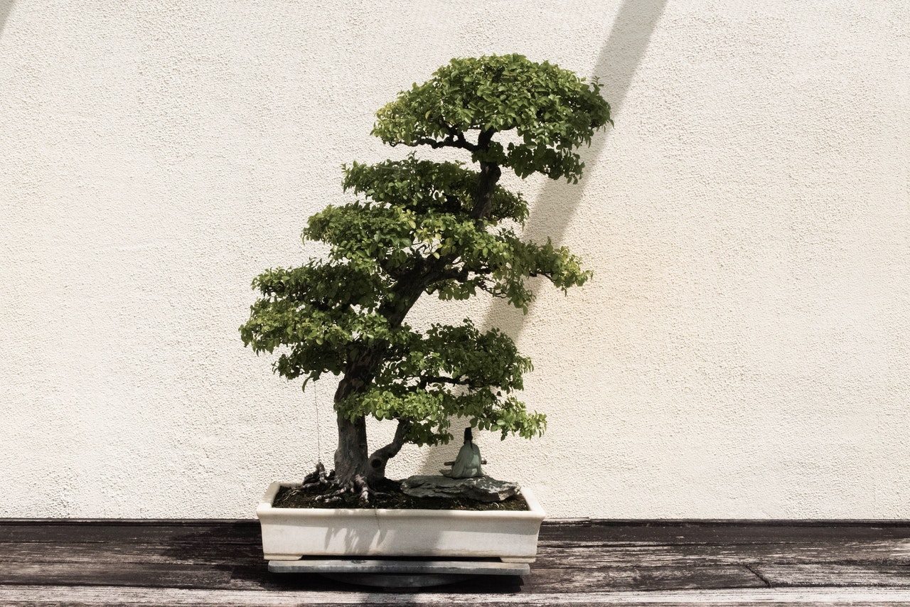 Patio potted tree in a lovely sunlights