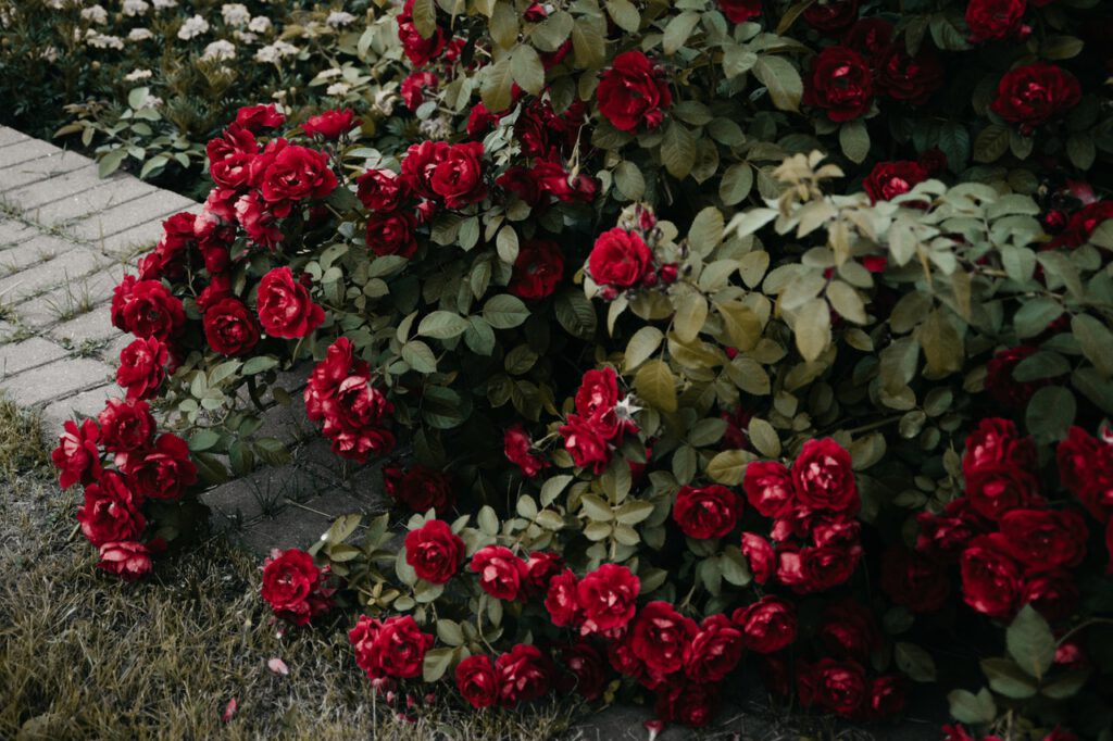 Healthy red rose bushes in beautiful garden