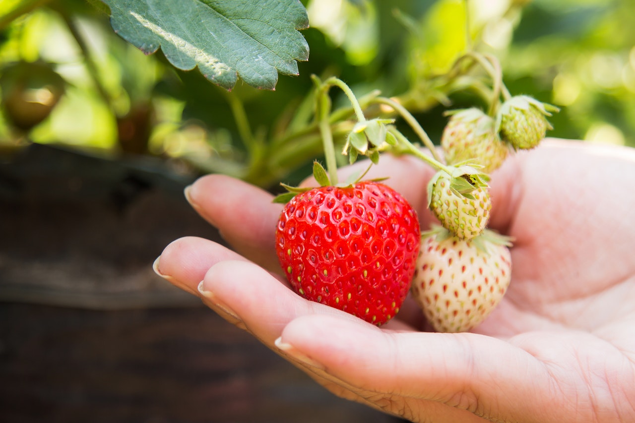 Hanging strawberry plants – how to grow strawberries in hanging baskets?