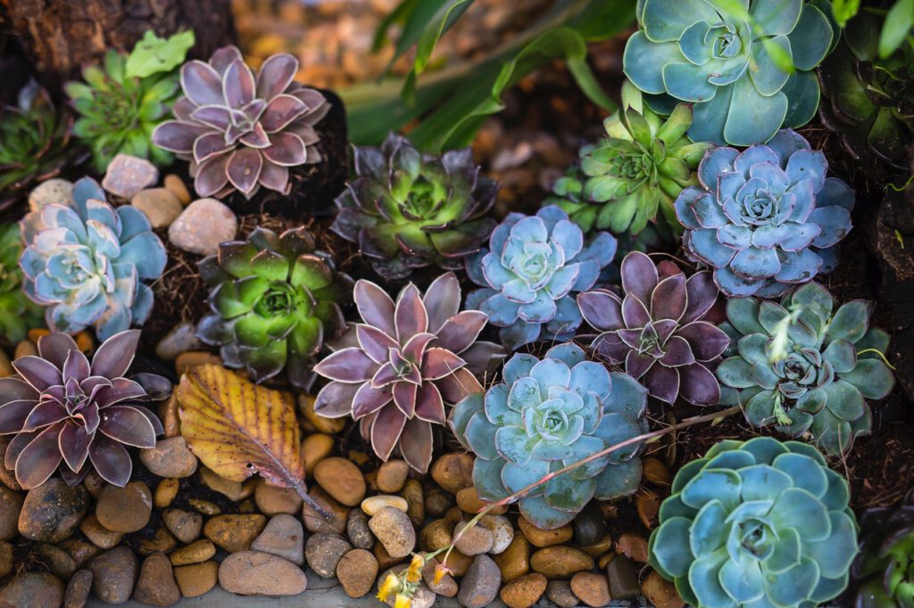 Colorful succulent plants in a mediterranean garden