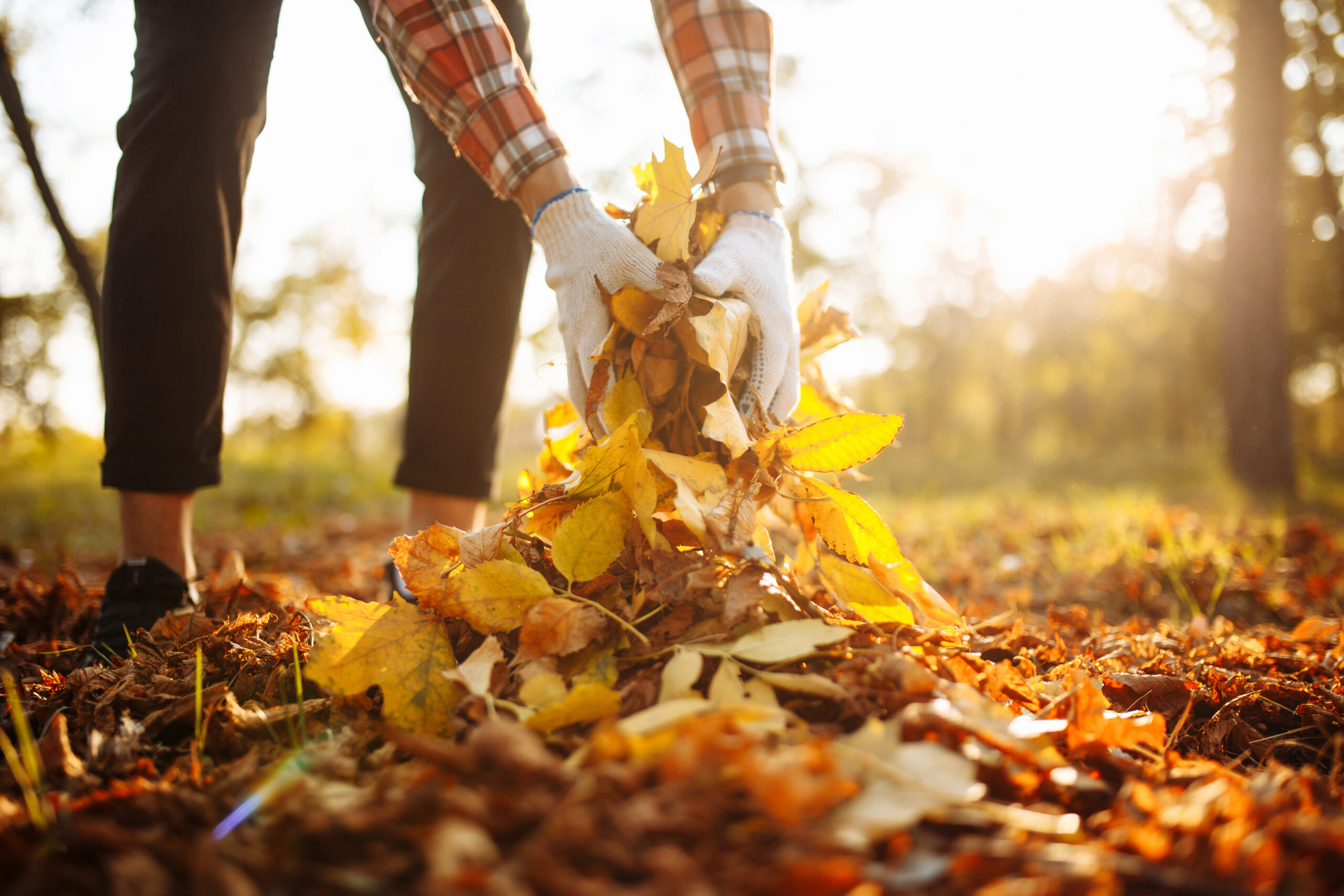 Collecting autumn leaves from the lawn